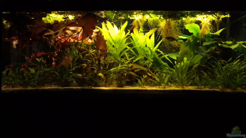 Aquarium Becken 11617 von balzman (2)