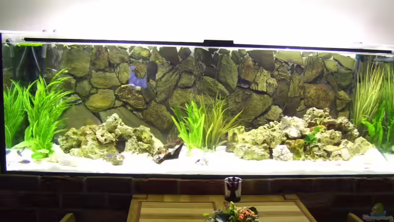 Aquarium Becken 11633 von Daniel Tenner (3)