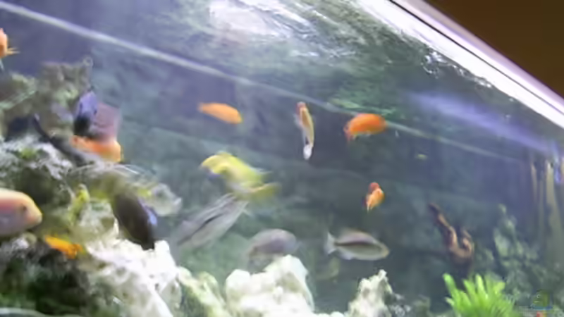 Aquarium Becken 1166 von Tobias Mann (3)