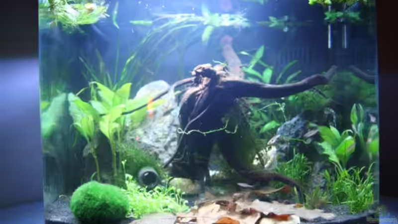 Aquarium Becken 11674 von Simone Meinicke (3)