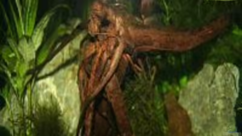 Aquarium Becken 11674 von Simone Meinicke (5)