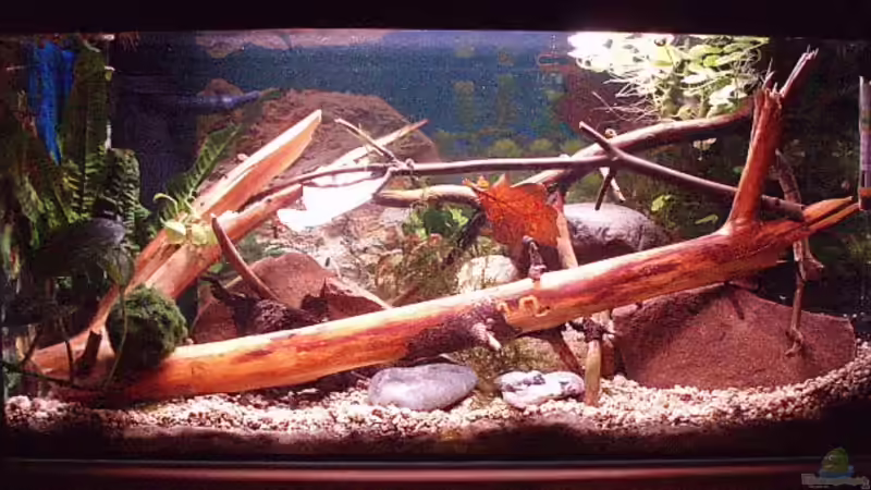 Aquarium Becken 11679 von Jason (2)