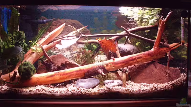 Aquarium Becken 11679 von Jason (3)