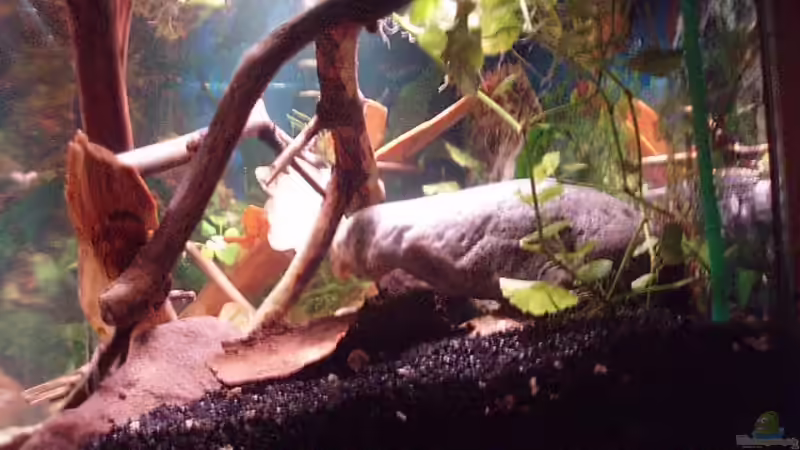 Aquarium Becken 11679 von Jason (5)