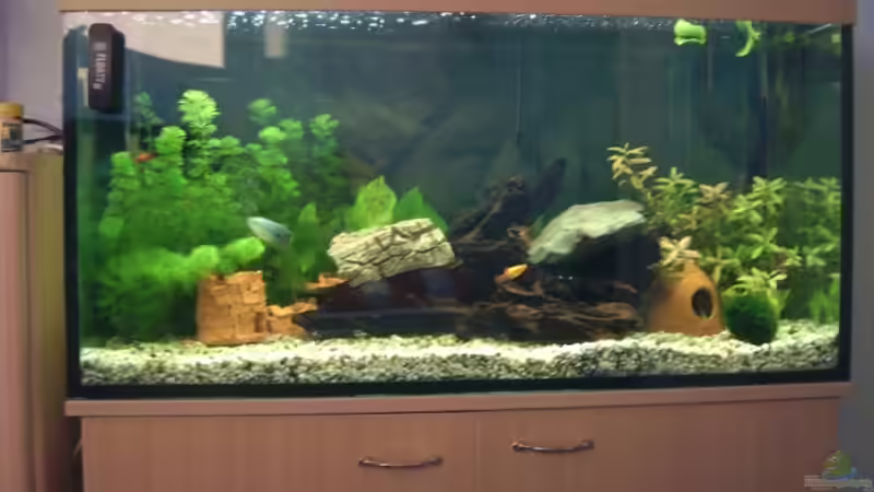 Aquarium Becken 11687 von Daniel Tomas (3)