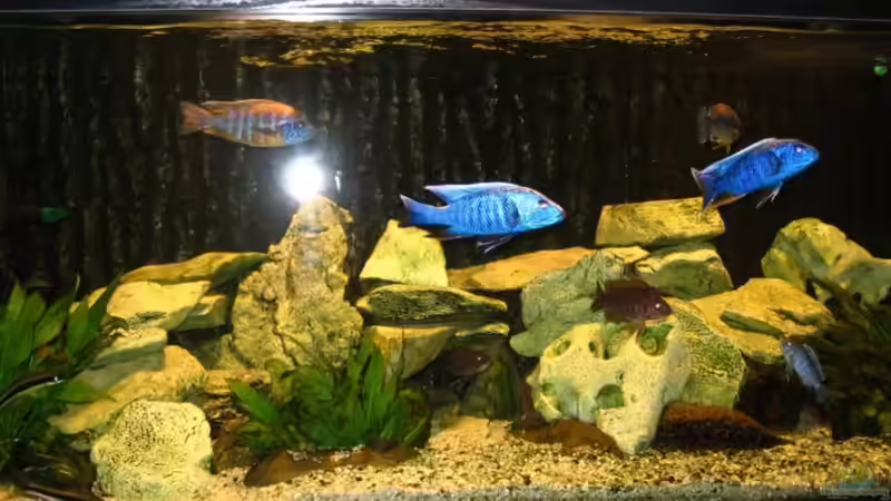 Aquarium Becken 117 von Jürgen Baum (2)