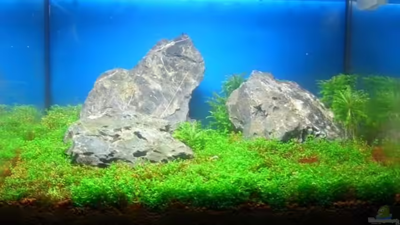 Aquarium Becken 11719 von Johannes (10)