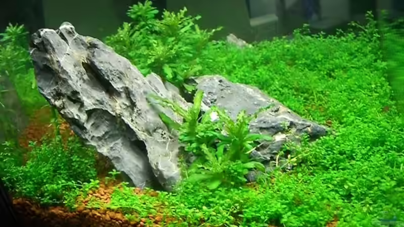 Aquarium Becken 11719 von Johannes (3)