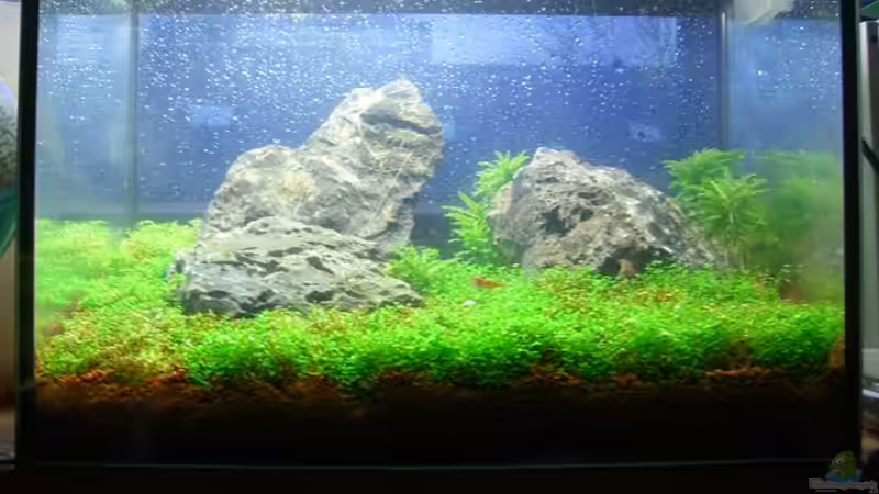 Aquarium Becken 11719 von Johannes (4)