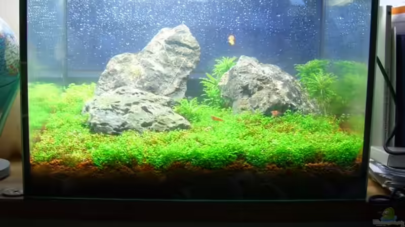 Aquarium Becken 11719 von Johannes (5)