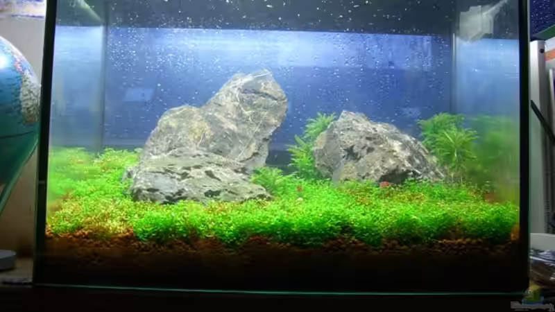 Aquarium Becken 11719 von Johannes (6)