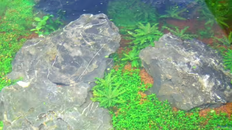 Aquarium Becken 11719 von Johannes (8)