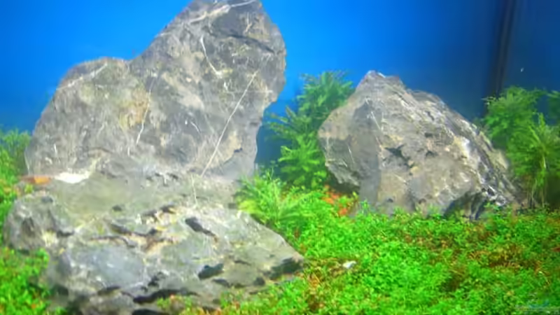 Aquarium Becken 11719 von Johannes (9)