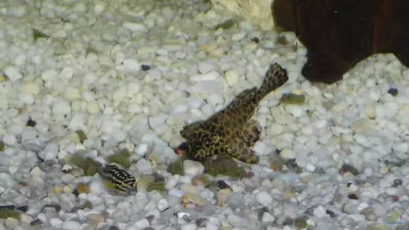 Aquarium Becken 1172 von Thomas Wehner (3)