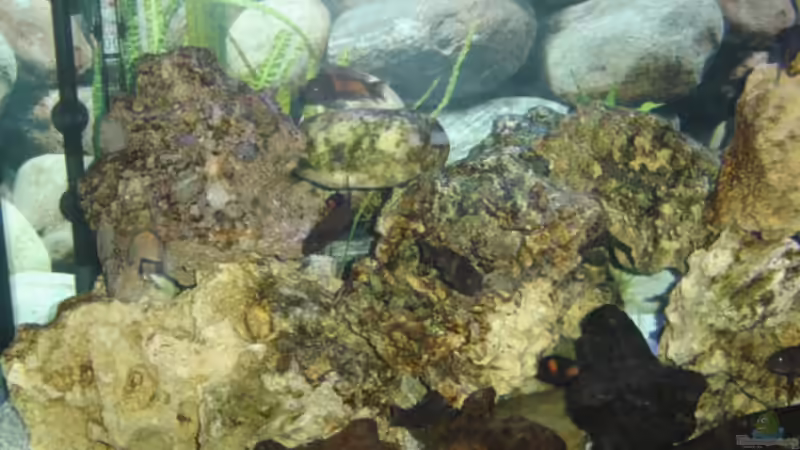 Aquarium Becken 1172 von Thomas Wehner (4)