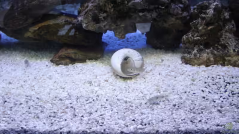 Aquarium Becken 1172 von Thomas Wehner (6)