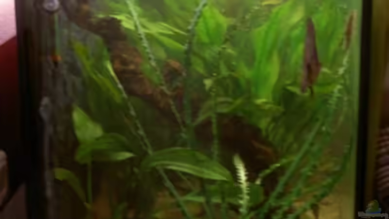 Aquarium Becken 11731 von Dominik Schickmair (11)