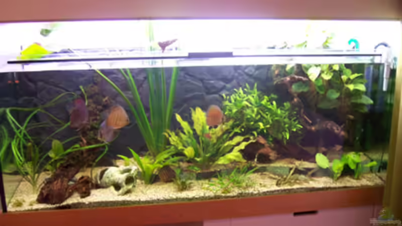 Aquarium Becken 11731 von Dominik Schickmair (2)