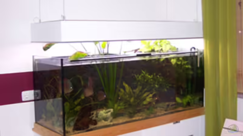 Aquarium Becken 11731 von Dominik Schickmair (4)