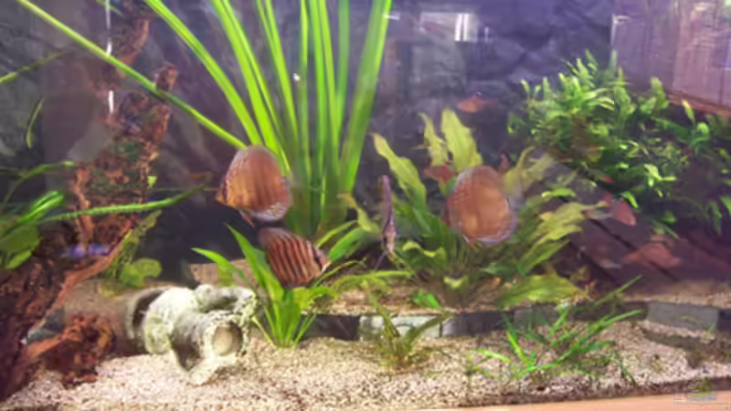 Aquarium Becken 11731 von Dominik Schickmair (7)