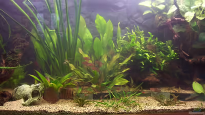 Aquarium Becken 11731 von Dominik Schickmair (8)