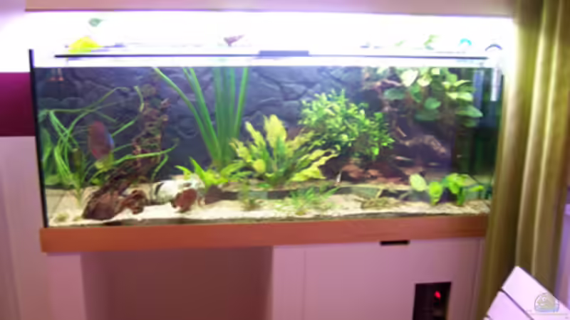 Aquarium Becken 11731 von Dominik Schickmair (9)