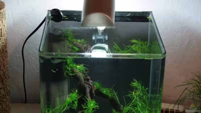 Aquarium Becken 11735 von Rene N. (2)