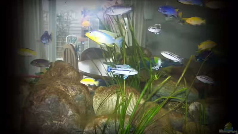 Aquarium Becken 11773 von nilsuwesohn (2)