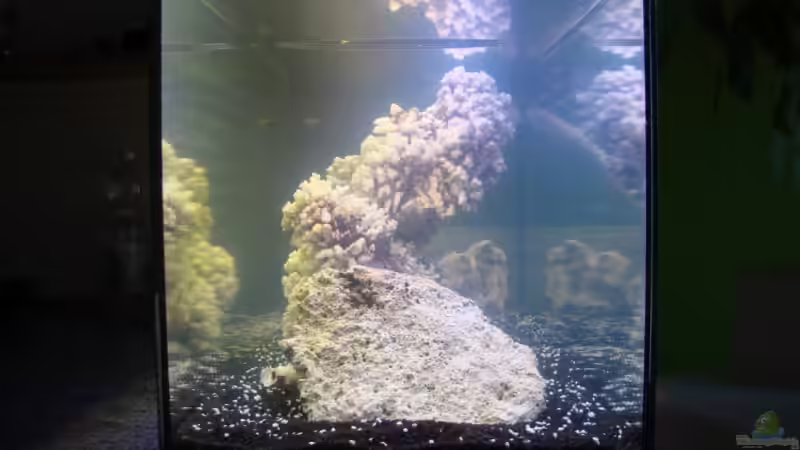 Aquarium Becken 11811 von Heiner (2)