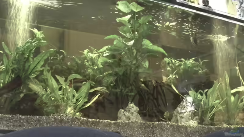 Aquarium Becken 11822 von Enrico Bochmann (3)