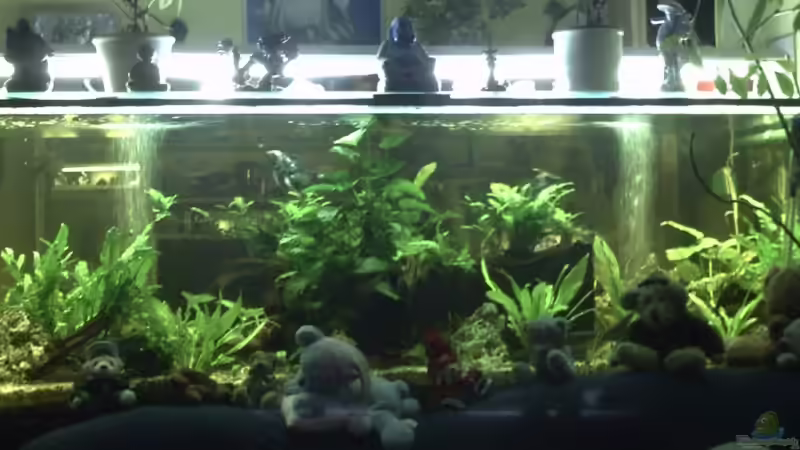 Aquarium Becken 11822 von Enrico Bochmann (4)