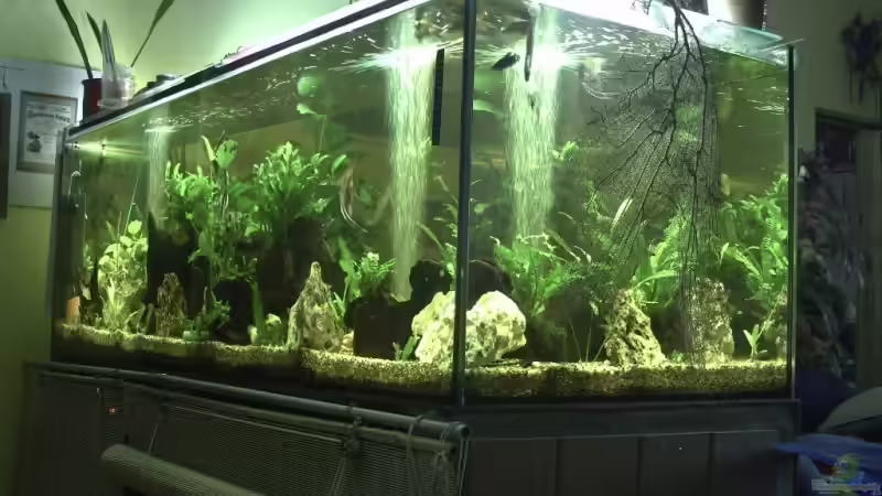 Aquarium Becken 11822 von Enrico Bochmann (5)