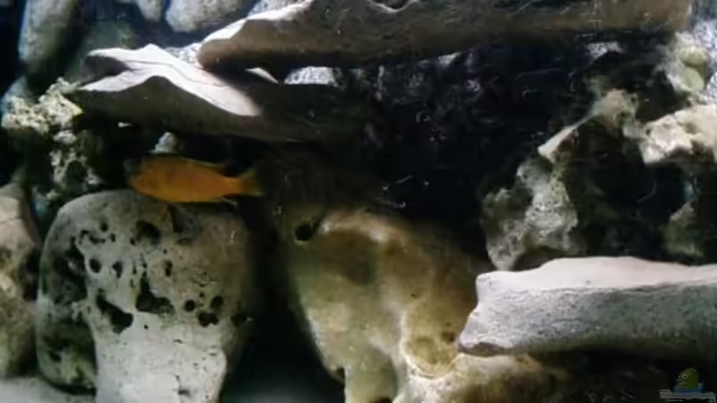 Aquarium Becken 11825 von Angelo Miele (3)