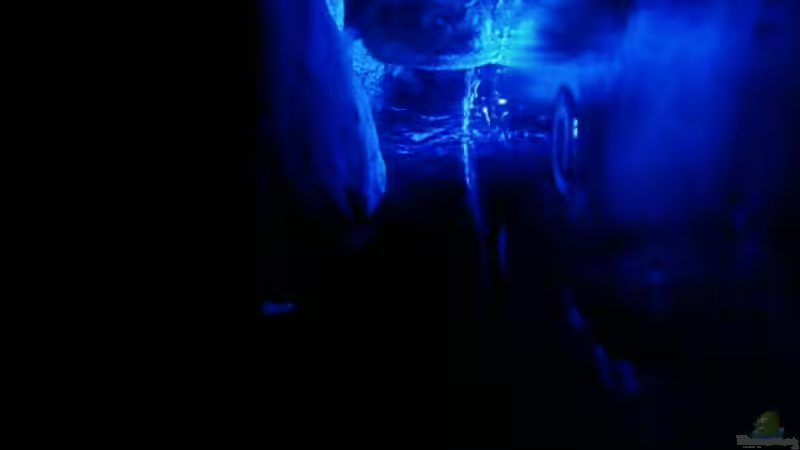 Aquarium Becken 11825 von Angelo Miele (5)