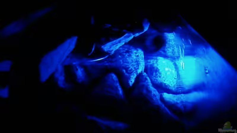 Aquarium Becken 11825 von Angelo Miele (8)