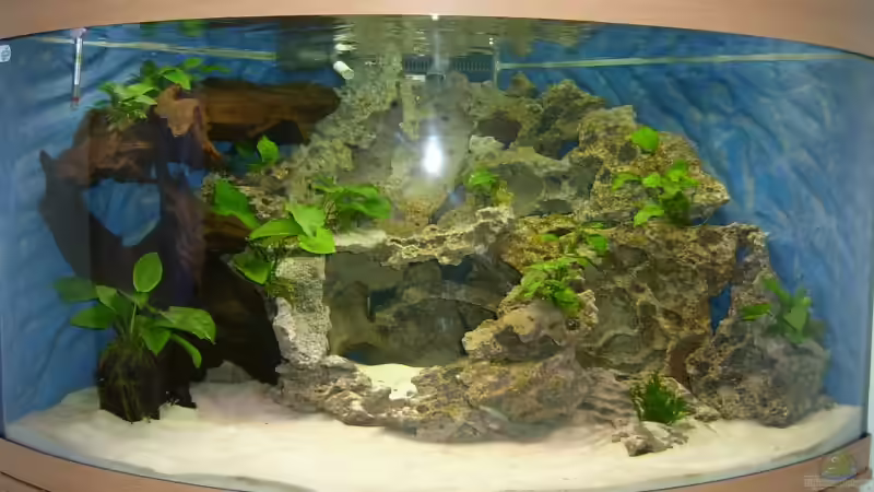 Aquarium Becken 11876 von Andreas Gorr (2)