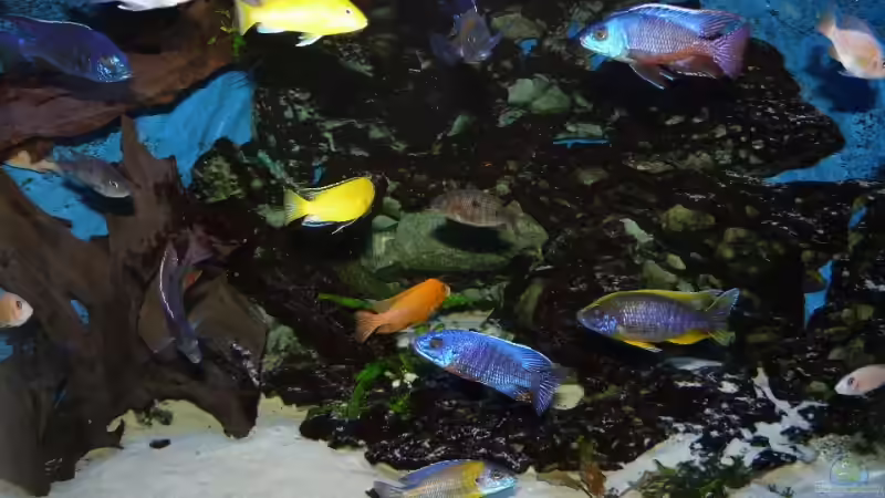 Aquarium Becken 11876 von Andreas Gorr (3)