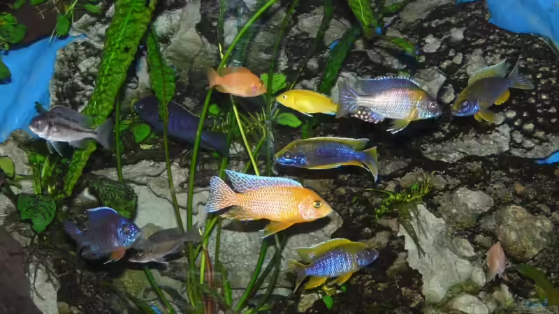 Aquarium Becken 11876 von Andreas Gorr (4)