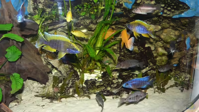 Aquarium Becken 11876 von Andreas Gorr (5)