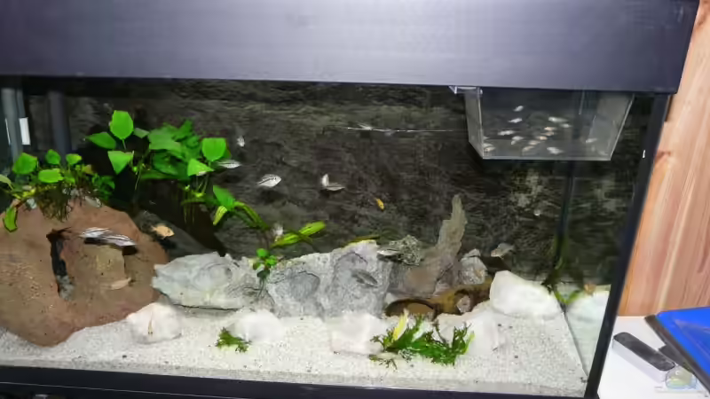 Aquarium Becken 11876 von Andreas Gorr (6)