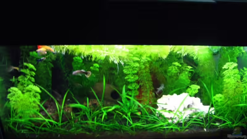 Aquarium Becken 11908 von Bimo (2)