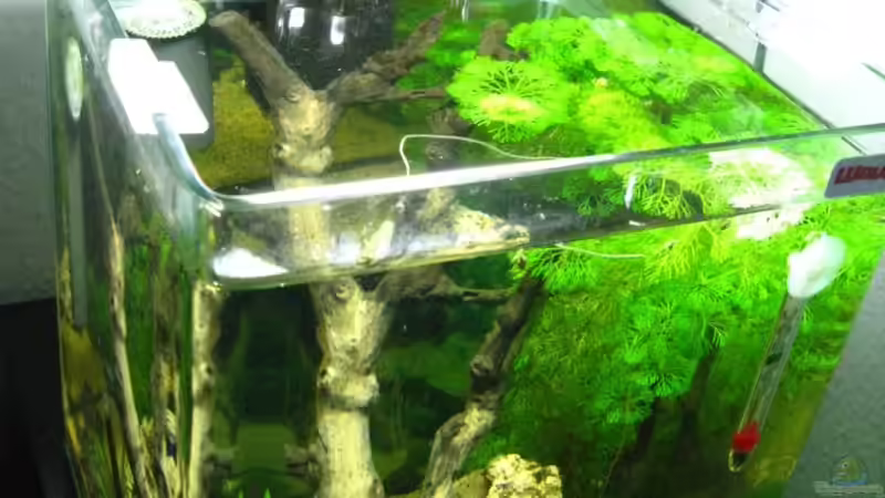 Aquarium Becken 11914 von Timo Berger (2)