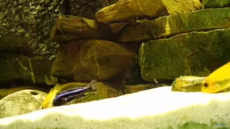 Aquarium Becken 11922 von nici (6)