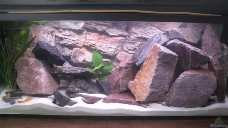 Aquarium Becken 11924 von Morrow (2)