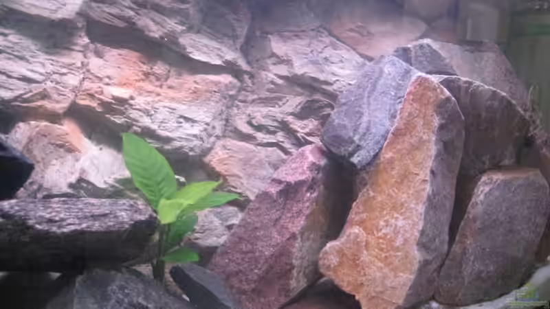 Aquarium Becken 11924 von Morrow (3)