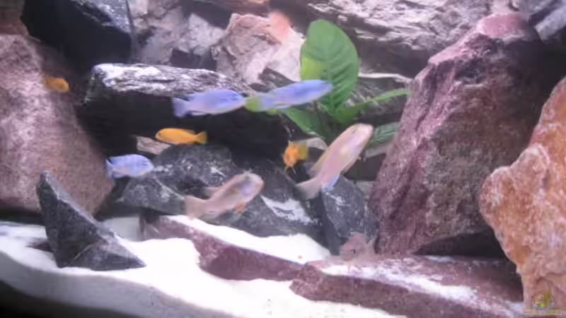 Aquarium Becken 11924 von Morrow (4)