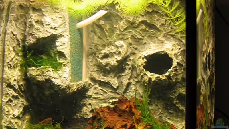 Aquarium Becken 11929 von Thomas D. (2)