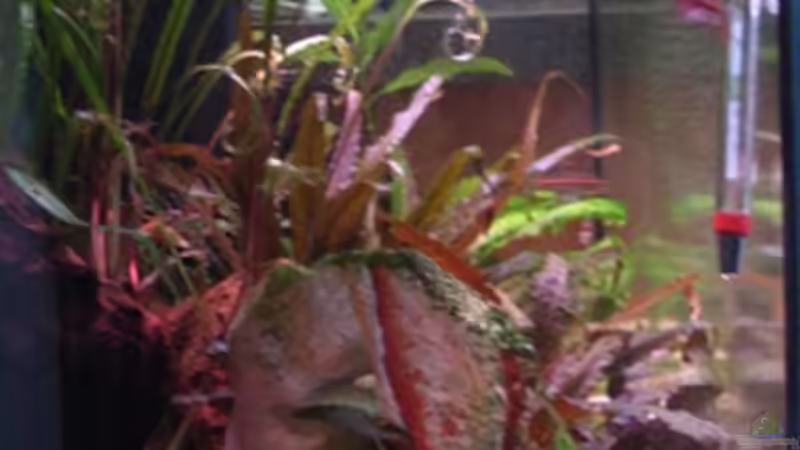 Aquarium Becken 11937 von nici (2)