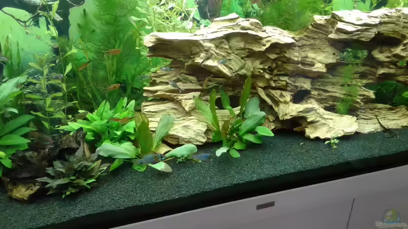 Aquarium Becken 1194 von Onkel-Tom (2)