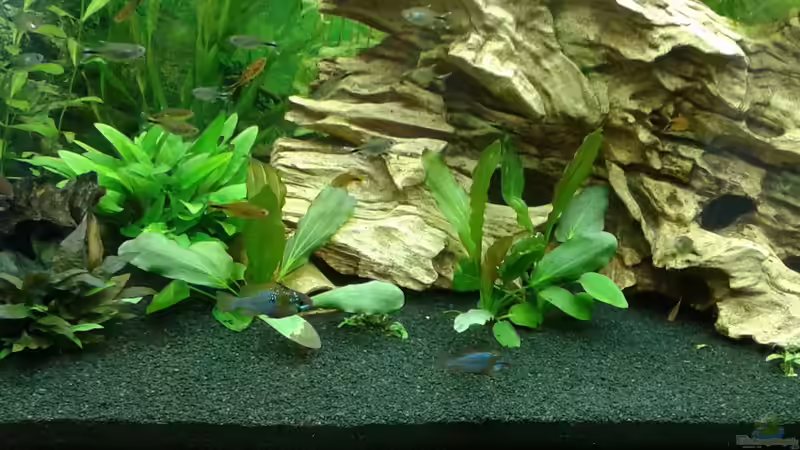 Aquarium Becken 1194 von Onkel-Tom (3)